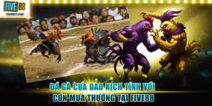 Đá gà cựa dao